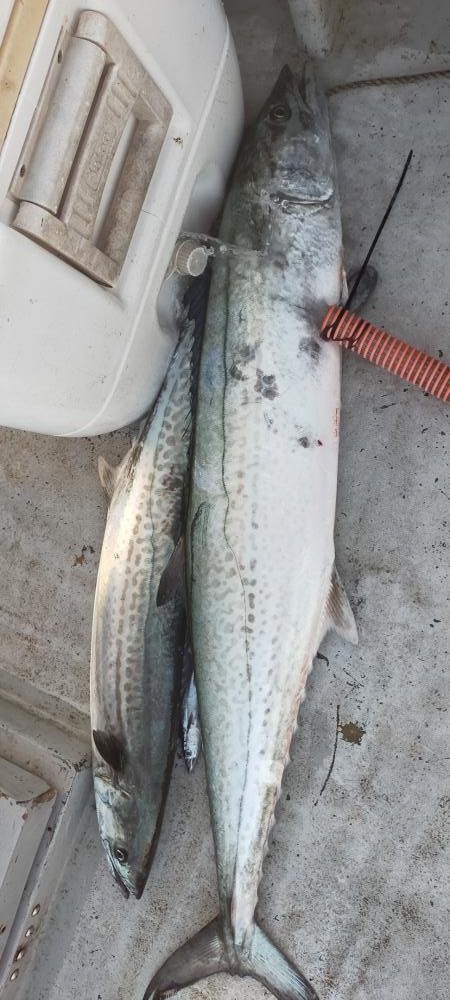 サワラシーズン突入