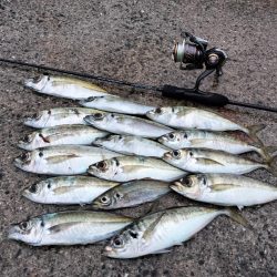 朝マズメのアジング