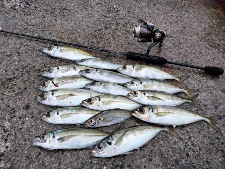 朝マズメのアジング