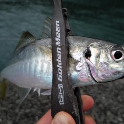 鱒レンジャーアジング