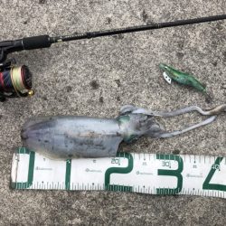 2022 佐渡ヶ島エギング 52回目【11月23日】