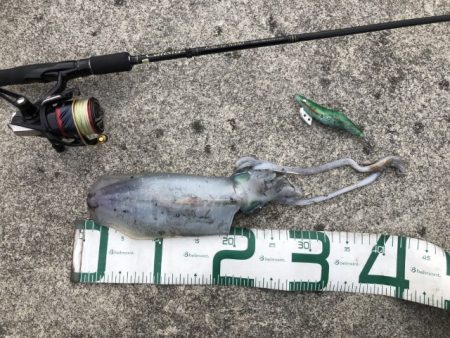 2022 佐渡ヶ島エギング 52回目【11…