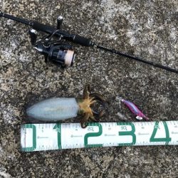 2022 佐渡ヶ島エギング 54回目【11月26日】