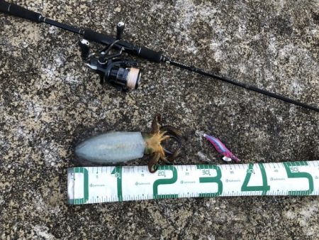 2022 佐渡ヶ島エギング 54回目【11月26日】