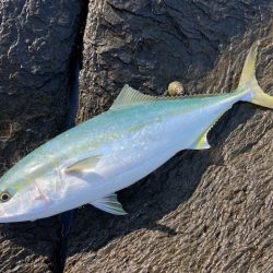 カンパリの情報を参考に