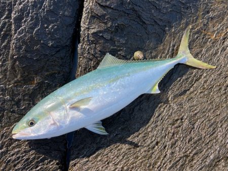 カンパリの情報を参考に