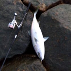 初、青物…しかもブリサイズ