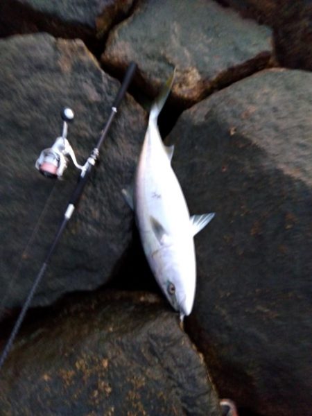 初、青物…しかもブリサイズ