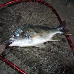 2022/10/31 南港ヘチ釣り釣行