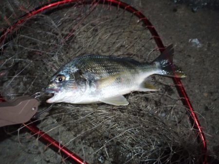 2022/10/31 南港ヘチ釣り釣行