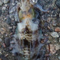 アオリイカ2杯！