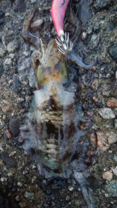 アオリイカ2杯！