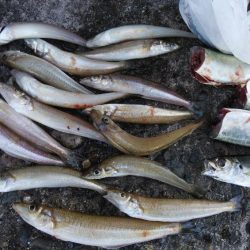 播磨新島のキス情報