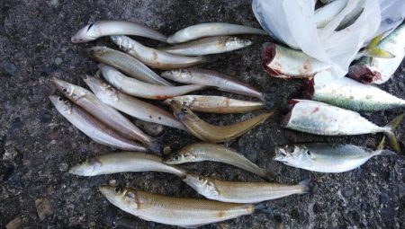 播磨新島のキス情報