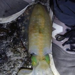 アオリイカ3杯！