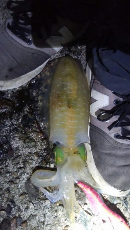 アオリイカ3杯！