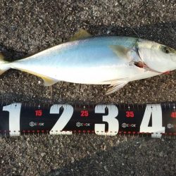 西宮周辺青物好調！！