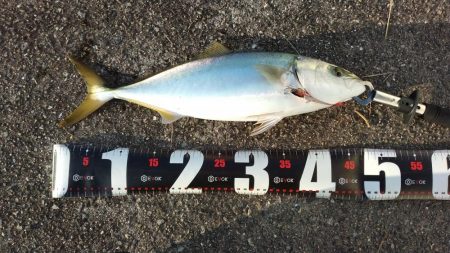 西宮周辺青物好調！！