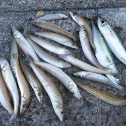 播磨新島のキス情報