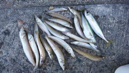 播磨新島のキス情報