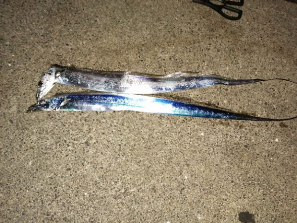 釣れましたがサイズが。。