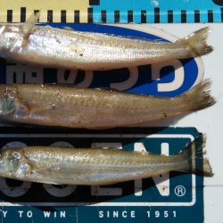 江井ヶ島のキス情報