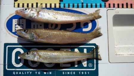 江井ヶ島のキス情報