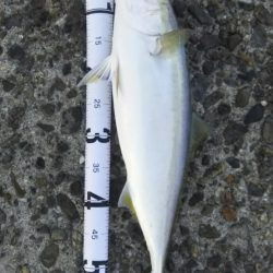 秋の青物狙いpart 6