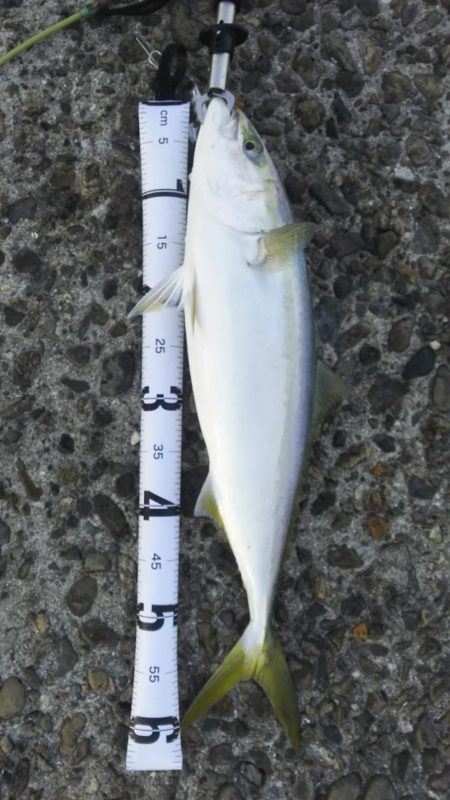 秋の青物狙いpart 6