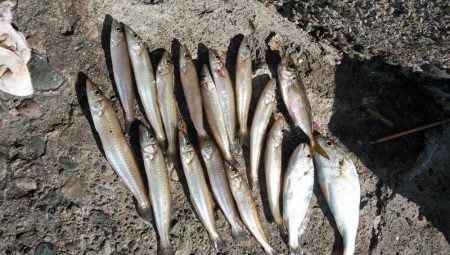 播磨新島のキス情報