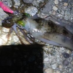 アオリイカ1杯! バラシ1杯