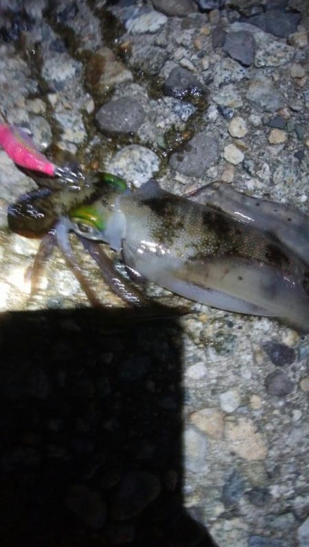 アオリイカ1杯！　バラシ1杯