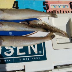 久々の良型キスが釣れました