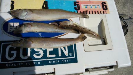 久々の良型キスが釣れました