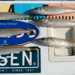 東二見白灯台のキス調査