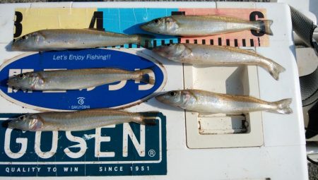 東二見白灯台のキス調査