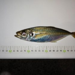 20cm超えちらほら