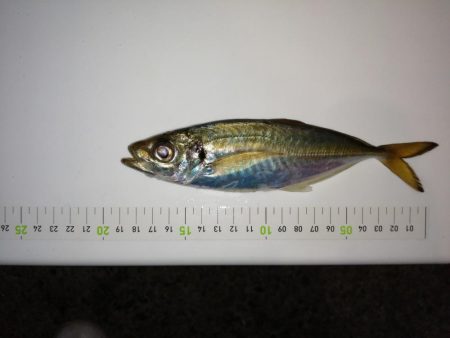 20cm超えちらほら