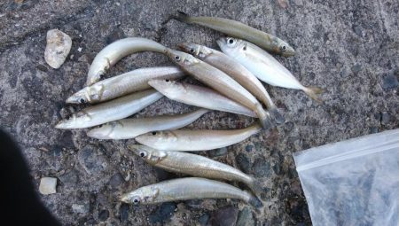 投げ「引き釣り」