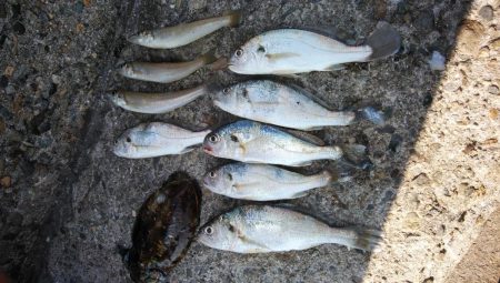 播磨新島のキスが居なくなりました