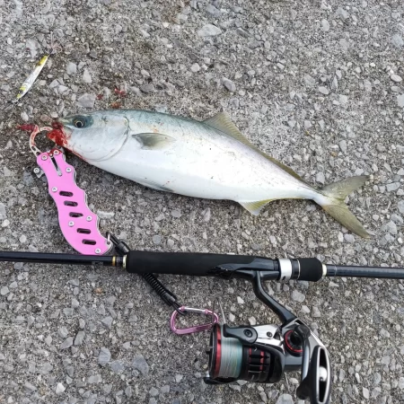 そろそろブリサイズ欲しい