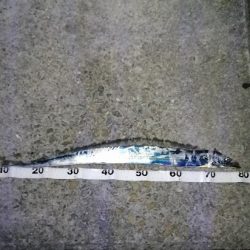 まあまのサイズかな。。