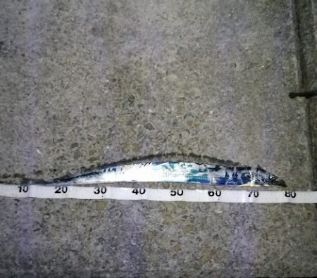 まあまのサイズかな。。