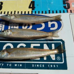 播磨新島のキスが釣れなくなりました