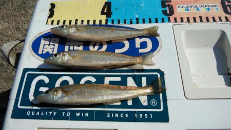 播磨新島のキスが釣れなくなりました