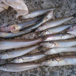 久しぶりに良型キスのアタリを楽しめました