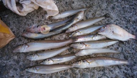 久しぶりに良型キスのアタリを楽しめました