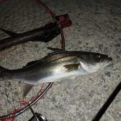 シーバス釣りたく