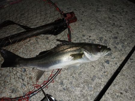 シーバス釣りたく