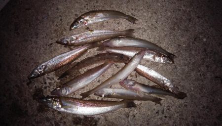 魚住港のキス調査